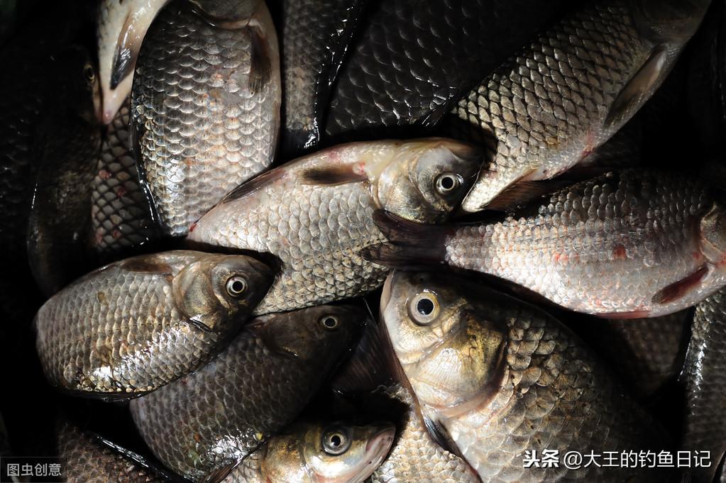 最新河流野釣鯽魚視頻攻略，技巧、體驗與實戰(zhàn)分享